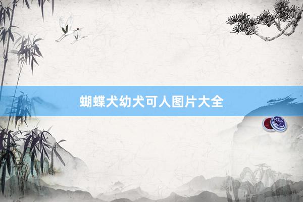 蝴蝶犬幼犬可人图片大全